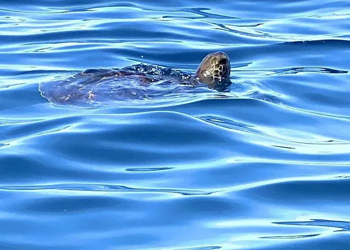 Flamingo Luxury Views By Deihu Experiences Apartamento Palm-mar