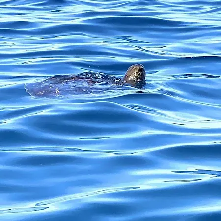 Flamingo Luxury Views By Deihu Experiences Lejlighed Palm-mar